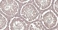 Calmodulin 1 Recombinant Rabbit mAb